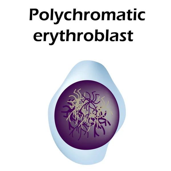 Struktura erytrocytu. Komórki krwi erytrocytów. Struktura krwinek czerwonych. Retykulocyt. Infografika. Ilustracja wektora na pojedynczym tle. — Wektor stockowy