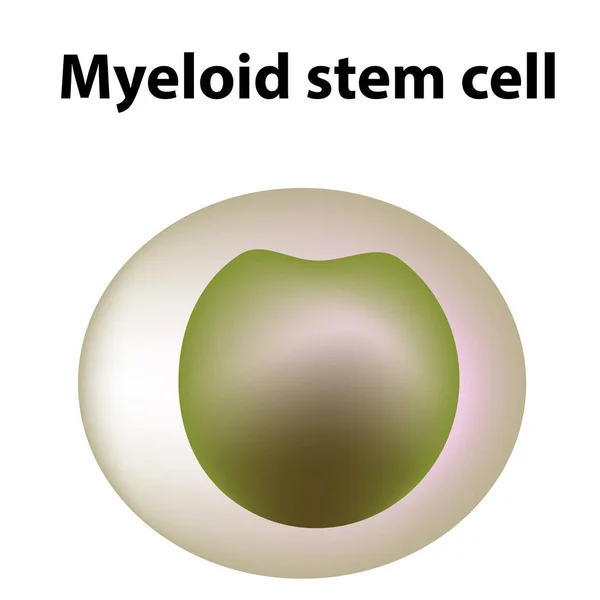 Trombocyternas struktur. Trombocyter är en blodcell. myeloid, stam, cell, megakaryocyt, megakaryoblast. Infografik. Vektor illustration på isolerad bakgrund. — Stock vektor