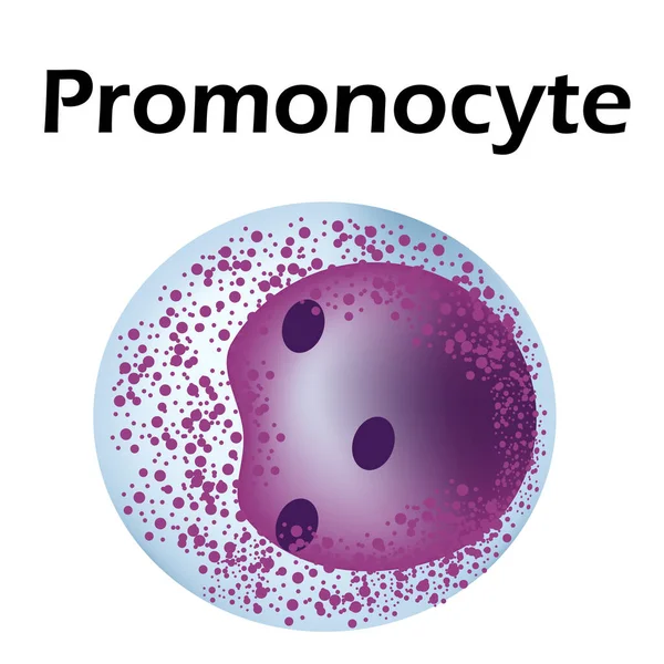 Структура монокліту. Моноцити кров'яні клітини. макрофаг. Імунітет білих кров'яних клітин. Лейкоцит. Інфографіка. Векторні ілюстрації на ізольованому фоні . — стоковий вектор