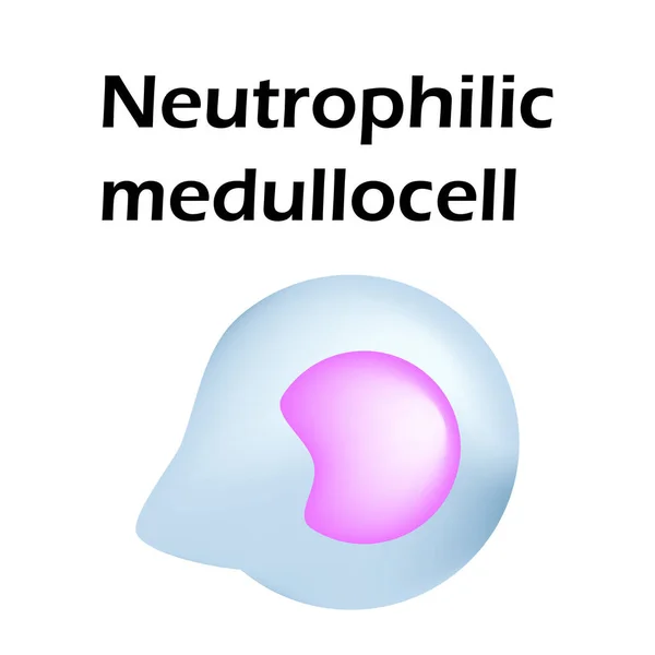 Struktura neutrofilów. Neutrofile z komórek krwi. Medullokomórka. Białe krwinki. leukocyty. Infografika. Ilustracja wektora na pojedynczym tle — Wektor stockowy