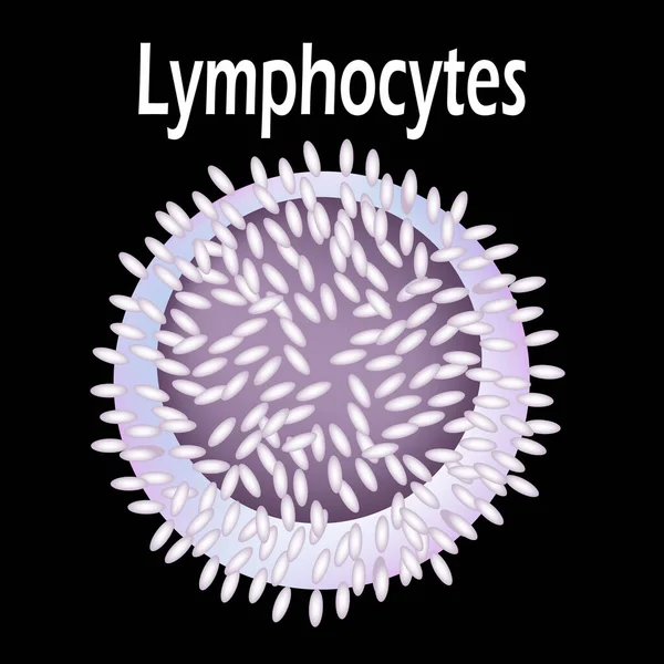 Struktura limfocytu. Limfocyty krwinek. Immunitet białych krwinek. Leukocyt. Infografika. Ilustracja wektora. — Wektor stockowy