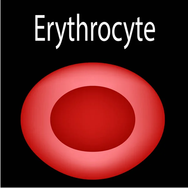 A estrutura do glóbulo vermelho. Células sanguíneas eritrocitárias. A estrutura do eritrócito. Infográficos. Ilustração vetorial sobre fundo isolado . — Vetor de Stock