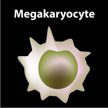 Trombositlerin yapısı. Trombositler bir kan hücresidir. Miyeloid, kök, hücre, megakaryocyte, megakaryoyoblast. Bilgi grafikleri. İzole edilmiş arkaplanda vektör illüstrasyonu.