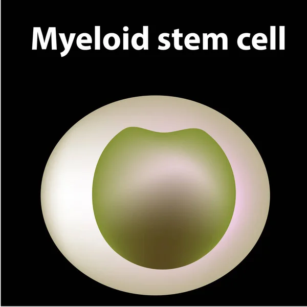 La structure des plaquettes. Les plaquettes sont des cellules sanguines. myéloïde, tige, cellule, mégacaryocyte, mégacaryoblaste. Infographie. Illustration vectorielle sur fond isolé . — Image vectorielle