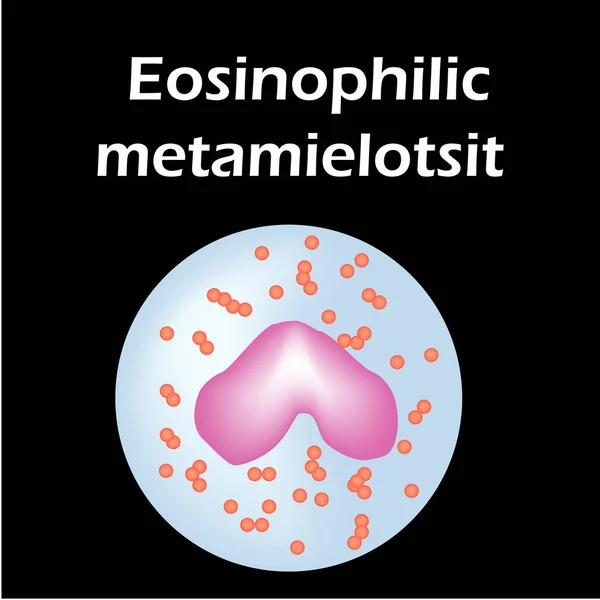 Estructura de eosinófilos. Células sanguíneas eosinófilas. Glóbulos blancos. leucocitos. Infografías. Ilustración vectorial sobre fondo aislado . — Vector de stock