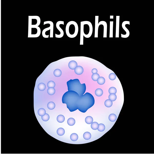 Estructura de basófilos. Basófilos células sanguíneas. Glóbulos blancos. leucocitos. Infografías. Ilustración vectorial sobre fondo aislado . — Vector de stock