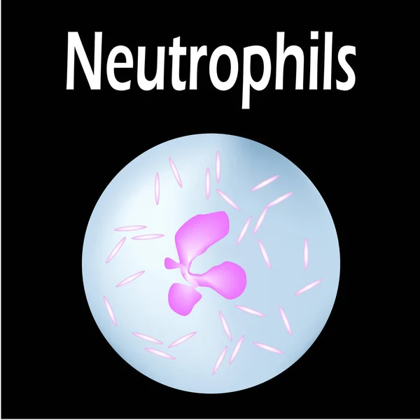 Struktura neutrofilów. Neutrofile z komórek krwi. Białe krwinki. leukocyty. Infografika. Ilustracja wektora na pojedynczym tle. — Wektor stockowy
