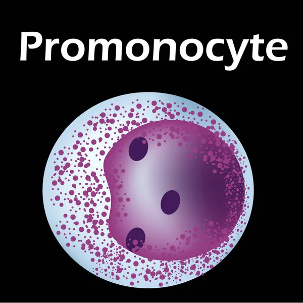 Struktura monocytu. Monocyty krwinek. makrofagi. Immunitet białych krwinek. Leukocyt. Infografika. Ilustracja wektora na pojedynczym tle. — Wektor stockowy