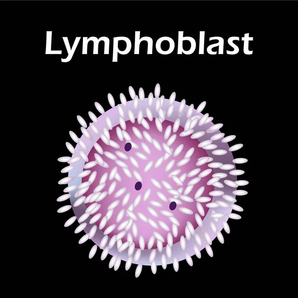 Структура лімфоцита. Лімфоцити кров'яні клітини. Імунітет білих кров'яних клітин. Лейкоцит. Інфографіка. Векторні ілюстрації на ізольованому фоні . — стоковий вектор