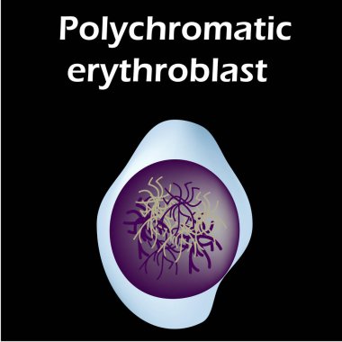 Eritrositin yapısı. Eritrosit kan hücresi. Kırmızı kan hücresinin yapısı. Retikülolit. Bilgi grafikleri. İzole edilmiş arkaplanda vektör illüstrasyonu.
