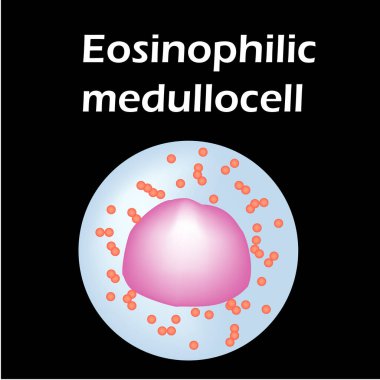 Eozinophil yapısı. Eosinophil kan hücreleri. Beyaz kan hücreleri. Lökositler. Bilgi grafikleri. İzole edilmiş arkaplanda vektör illüstrasyonu.
