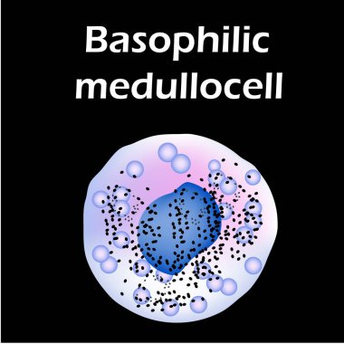 Basofil yapısı. Basofiller kan hücreleri. Beyaz kan hücreleri. Lökositler. Bilgi grafikleri. İzole edilmiş arkaplanda vektör illüstrasyonu.