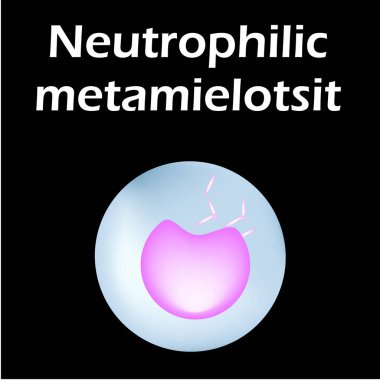 Nötrofillerin yapısı. Kan hücresi nötrofilleri. Beyaz kan hücreleri. Lökositler. Bilgi grafikleri. İzole edilmiş arkaplanda vektör illüstrasyonu.
