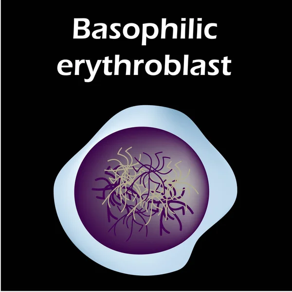 Erytrocyternas struktur. Blodceller från erytrocyter. Den röda blodkroppens struktur. Retikulocyter. Infografik. Vektor illustration på isolerad bakgrund. — Stock vektor