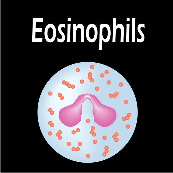 Estrutura eosinofílica. Células sanguíneas eosinofílicas. Os glóbulos brancos. leucócitos. Infográficos. Ilustração vetorial sobre fundo isolado . — Vetor de Stock