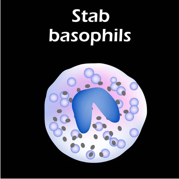 Basophil szerkezet. Bazofil vérsejtek. Fehérvérsejtek. leukociták. Infografikák. Vektorillusztráció izolált háttérrel. — Stock Vector