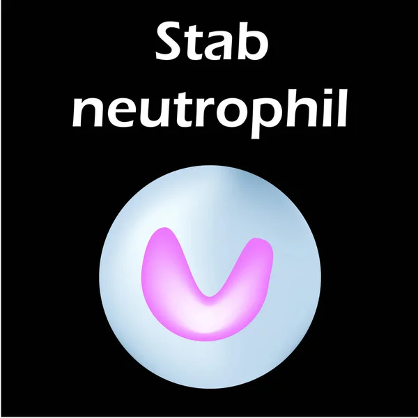 Neutrofilstrukturen. Blodceller neutrofiler. Vita blodkroppar. leukocyter. Infografik. Vektor illustration på isolerad bakgrund. — Stock vektor