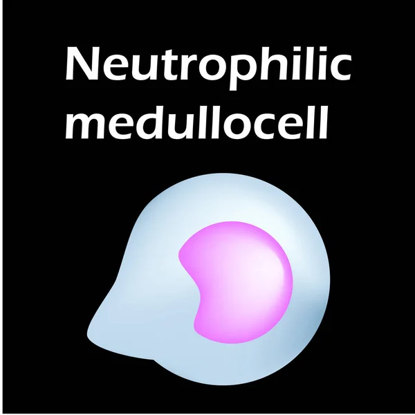 Estructura de neutrófilos. Neutrofilos de células sanguíneas. Glóbulos blancos. leucocitos. Infografías. Ilustración vectorial sobre fondo aislado . — Archivo Imágenes Vectoriales