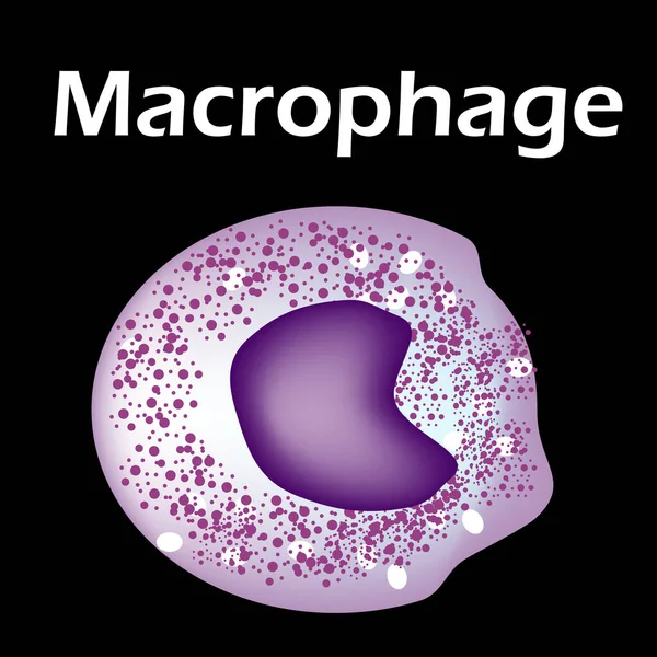 La estructura del monocito. Monocitos de células sanguíneas. macrófagos. Inmunidad de glóbulos blancos. Leucocitos. Infografías. Ilustración vectorial sobre fondo aislado . — Vector de stock