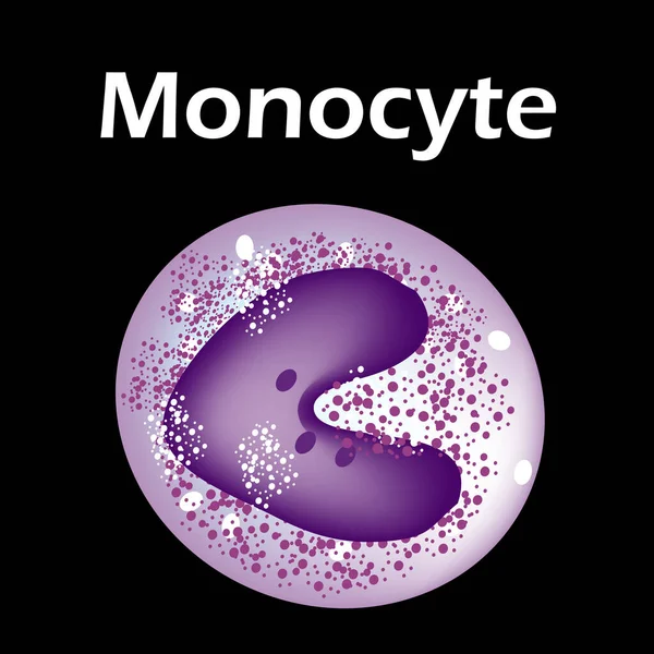 La structure du monocyte. Cellule sanguine des monocytes. macrophage. Immunité des globules blancs. Leucocytes. Infographie. Illustration vectorielle sur fond isolé . — Image vectorielle