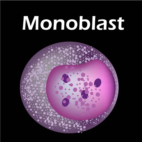 La structure du monocyte. Cellule sanguine des monocytes. macrophage. Immunité des globules blancs. Leucocytes. Infographie. Illustration vectorielle sur fond isolé . — Image vectorielle