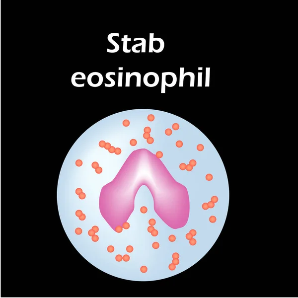 Eozinofil szerkezet. Eozinofil vérsejtek. Fehérvérsejtek. leukociták. Infografikák. Vektorillusztráció izolált háttérrel. — Stock Vector