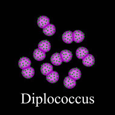 Diplococci structure. Bacteria diplococcus. Infographics. Vector illustration on isolated background clipart
