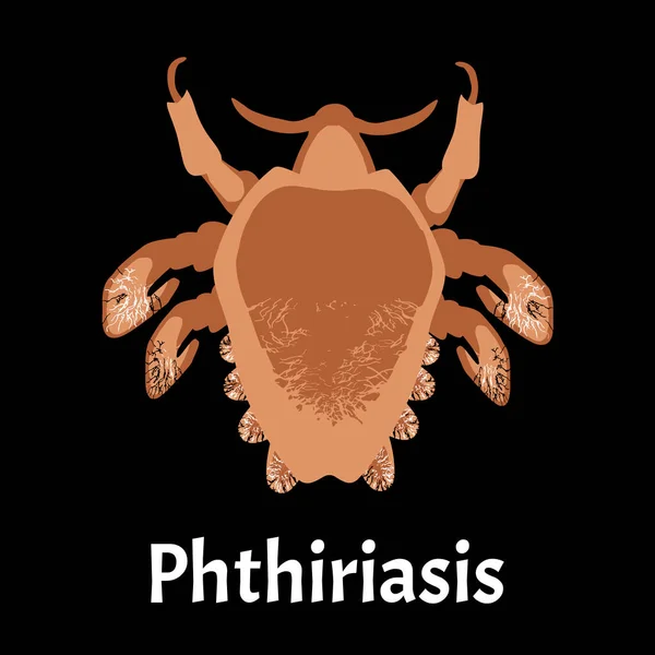 Enfermedades parasitarias de la Ftiriasis. Pediculosis pubis. Estructura de piojos púbicos. Enfermedades de transmisión sexual. Infografías. Ilustración vectorial sobre fondo aislado . — Vector de stock