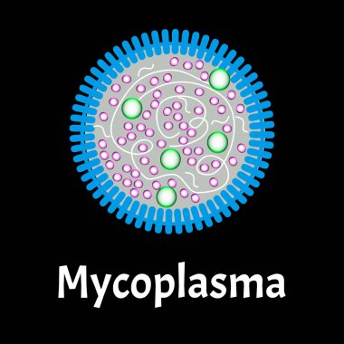Mikopplazma. Bakteriyel enfeksiyonlar Mycoplasma. Cinsel yolla bulaşan hastalıklar. Bilgi grafikleri. İzole edilmiş arkaplanda vektör illüstrasyonu.