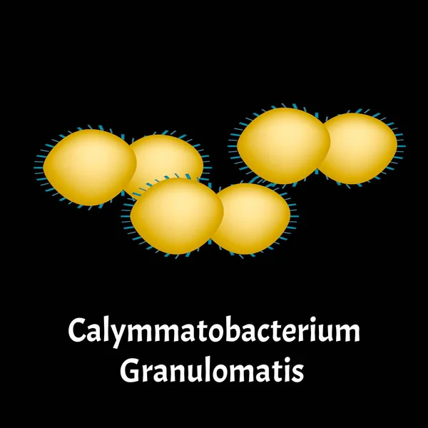 Estructura Bacterias. Infografías. Ilustración vectorial sobre fondo aislado . — Archivo Imágenes Vectoriales