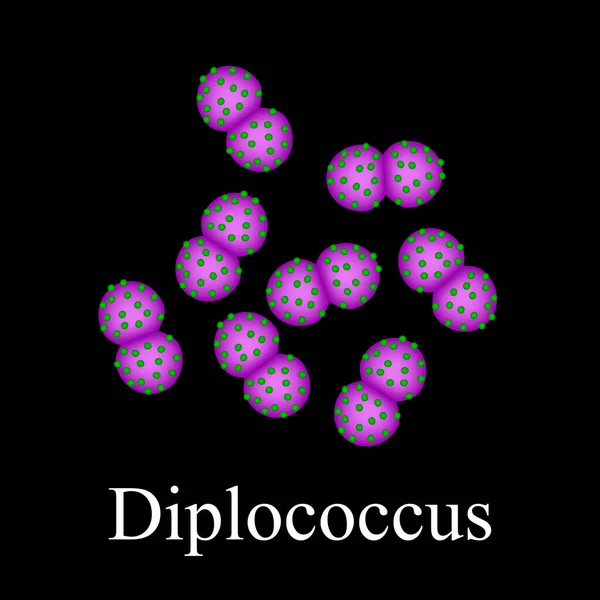 Estructura de los diplococos. Bacterias diplococcus. Infografías. Ilustración vectorial sobre fondo aislado — Archivo Imágenes Vectoriales