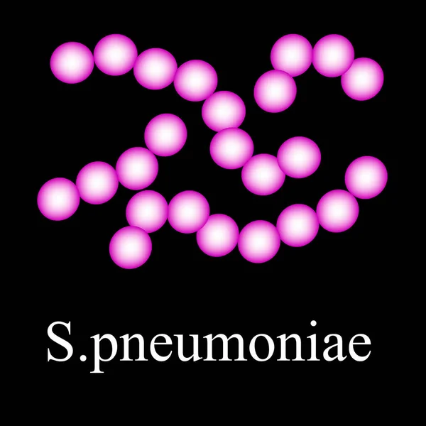 Struttura dei pneumococchi. Pneumococco batterico. Infografica. Illustrazione vettoriale su sfondo isolato . — Vettoriale Stock