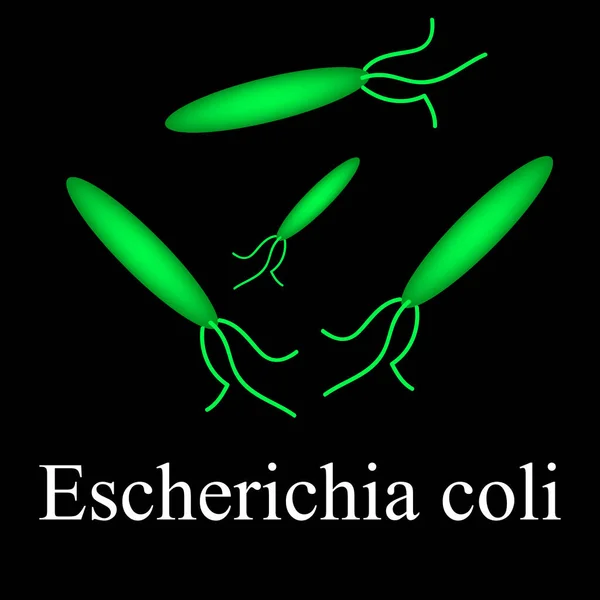 E. coli. Choroby powodujące E. coli. Infografika. Ilustracja wektora — Wektor stockowy
