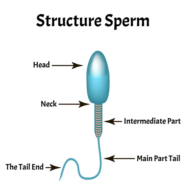 Die Struktur der Spermien. Infografiken. Vektor-Illustration auf isoliertem Hintergrund. — Stockvektor