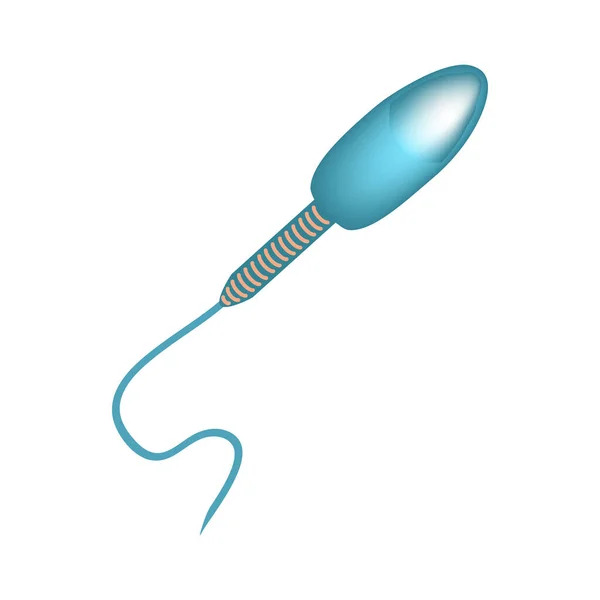 Spermiernas struktur. Infografik. Vektor illustration på isolerad bakgrund. — Stock vektor