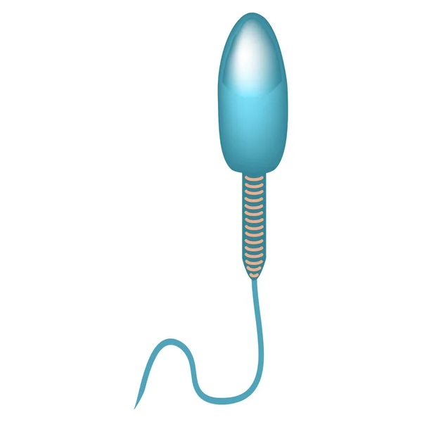 A estrutura do esperma. Infográficos. Ilustração vetorial sobre fundo isolado . —  Vetores de Stock