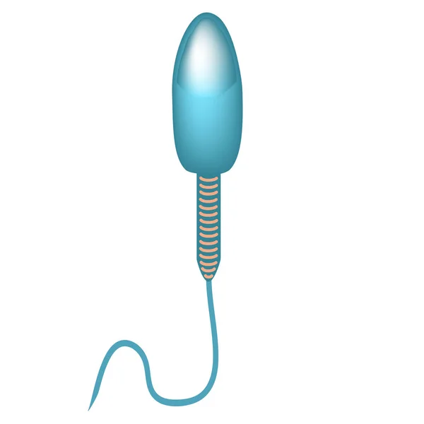 La estructura del esperma. Infografías. Ilustración vectorial sobre fondo aislado . — Archivo Imágenes Vectoriales