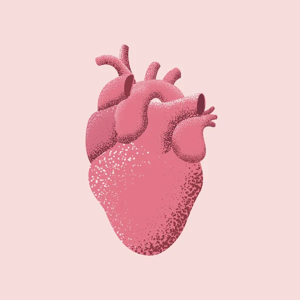 Illustrazione vettoriale del cuore rosso umano isolato su sfondo rosa . — Vettoriale Stock