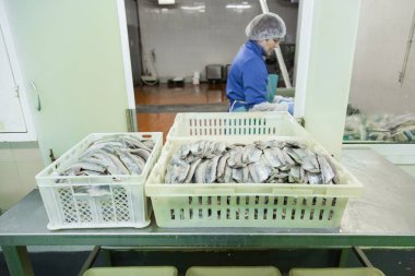 Balık Fabrikası'nda çalışan