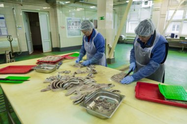 Balık Fabrikası'nda işçi