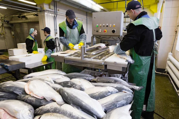 Workers at fish factory — Stock Photo, Image