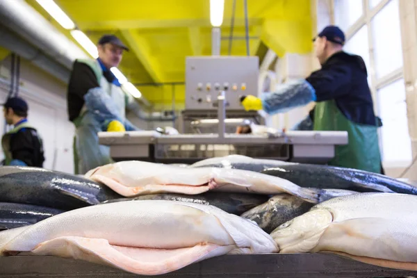 Trabajadores de la fábrica de pescado —  Fotos de Stock