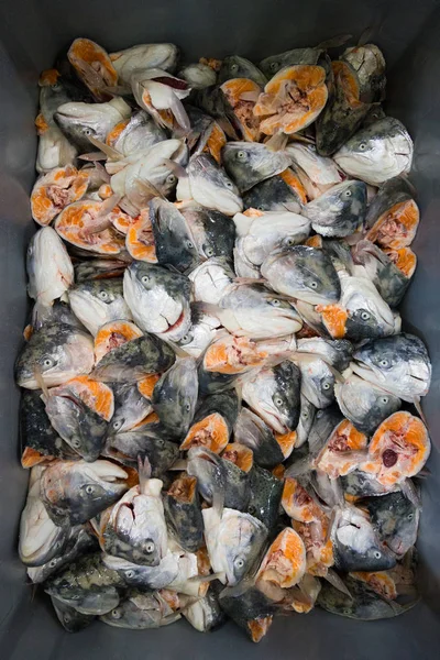 fish heads cutted in fish plant