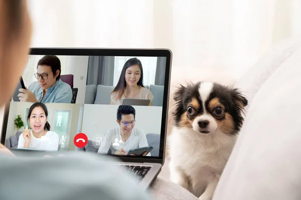 İş kadını ve ekibinin bilgisayar ekranında görüntülü konuşma ve tartışma ve köpek müdahalesi. Evden çalışıyor, uzaktan çalışıyor, evcil hayvan bölünmesi ve kendini izole ediyor..