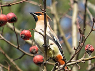 Balmumu kanadı (Bombycilla garrulus) baharın başlarında güneşli bir günde donmuş kırmızı elmalarla beslenir..