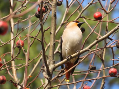 Balmumu kanadı (Bombycilla garrulus) baharın başlarında güneşli bir günde donmuş kırmızı elmalarla beslenir..