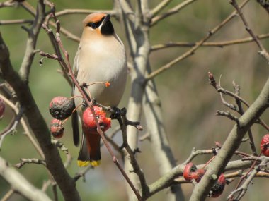 Balmumu kanadı (Bombycilla garrulus) baharın başlarında güneşli bir günde donmuş kırmızı elmalarla beslenir..