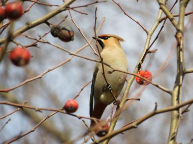 Balmumu kanadı (Bombycilla garrulus) baharın başlarında güneşli bir günde donmuş kırmızı elmalarla beslenir..
