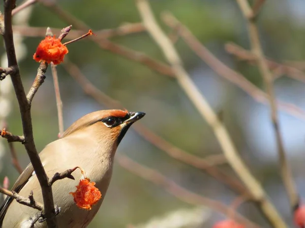 Waxwing Bombycilla Garrulus Fed Early Spring Frozen Wild Red Apples — Stock Photo, Image