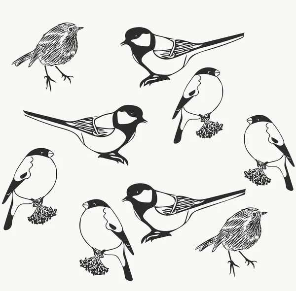 Set of bird illustrations. Robin, bullfinch and titmouse.  Black and white drawing with birds.